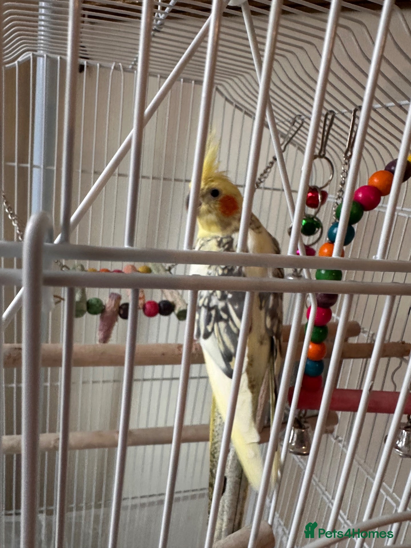 Parakeets birds Parakeet (including cage and all accessories)  - Advert 3