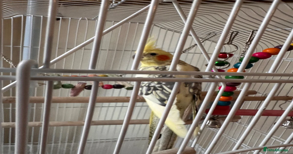 Parakeets Birds for sale in Cardiff, Cardiff | Pets4Homes