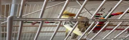 Parakeets birds for sale: Parakeet (including cage and all accessories)  in Ebbw Vale - Advert 1