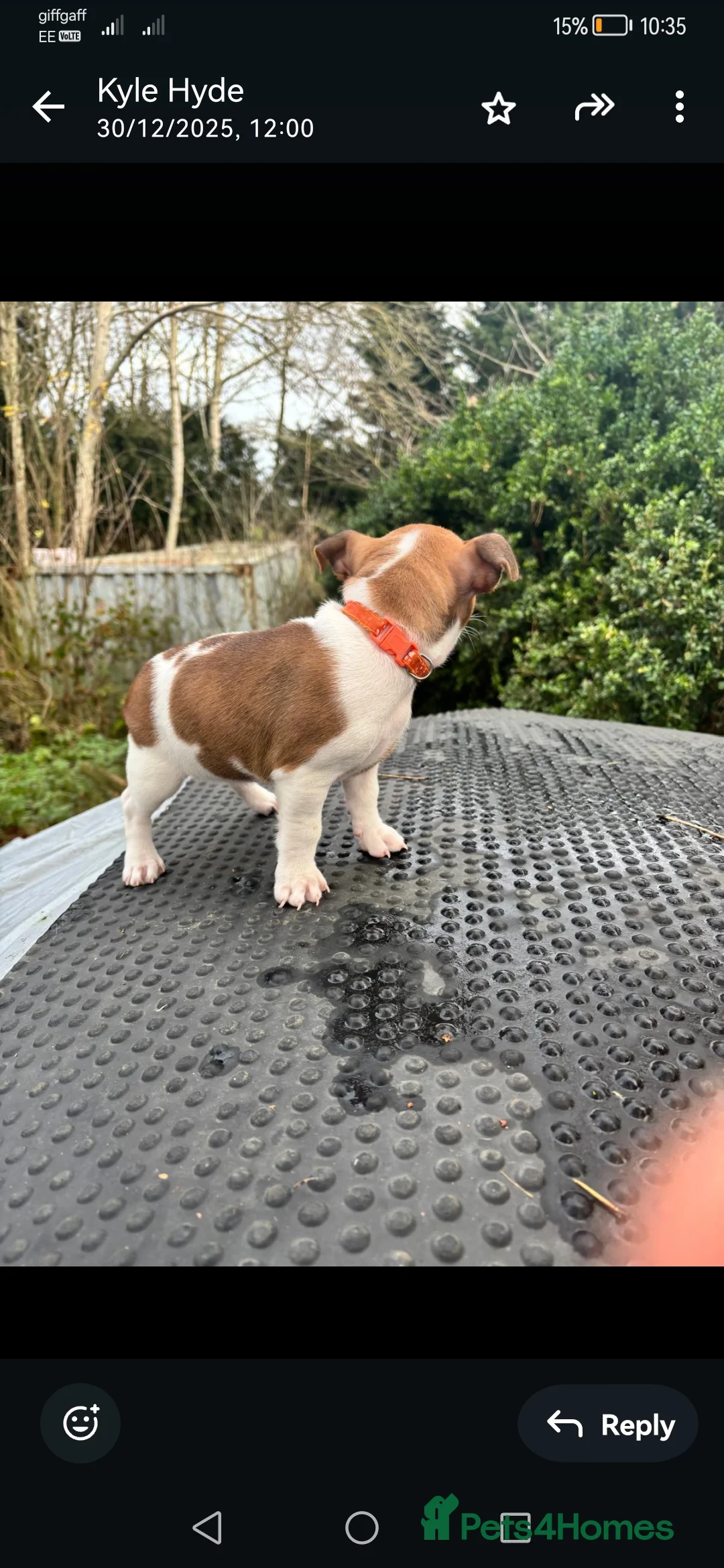 Jack Russell dogs for sale: Beautiful tricoloured jack Russell pups for sale - Advert 21