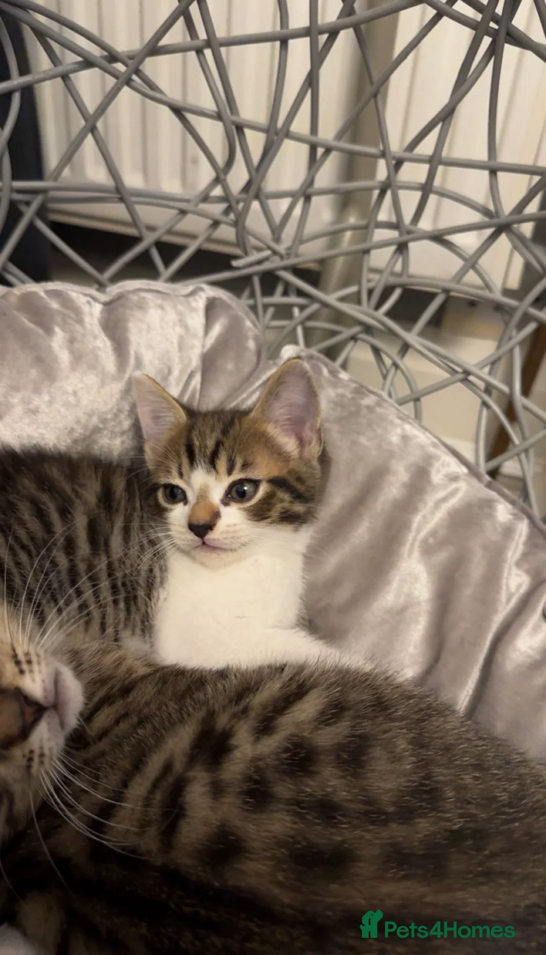 Mixed Breed cats for sale: Kittens/cats looking for their forever home in Luton - Advert 2