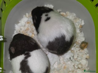 Hamster rodents - Advert 18