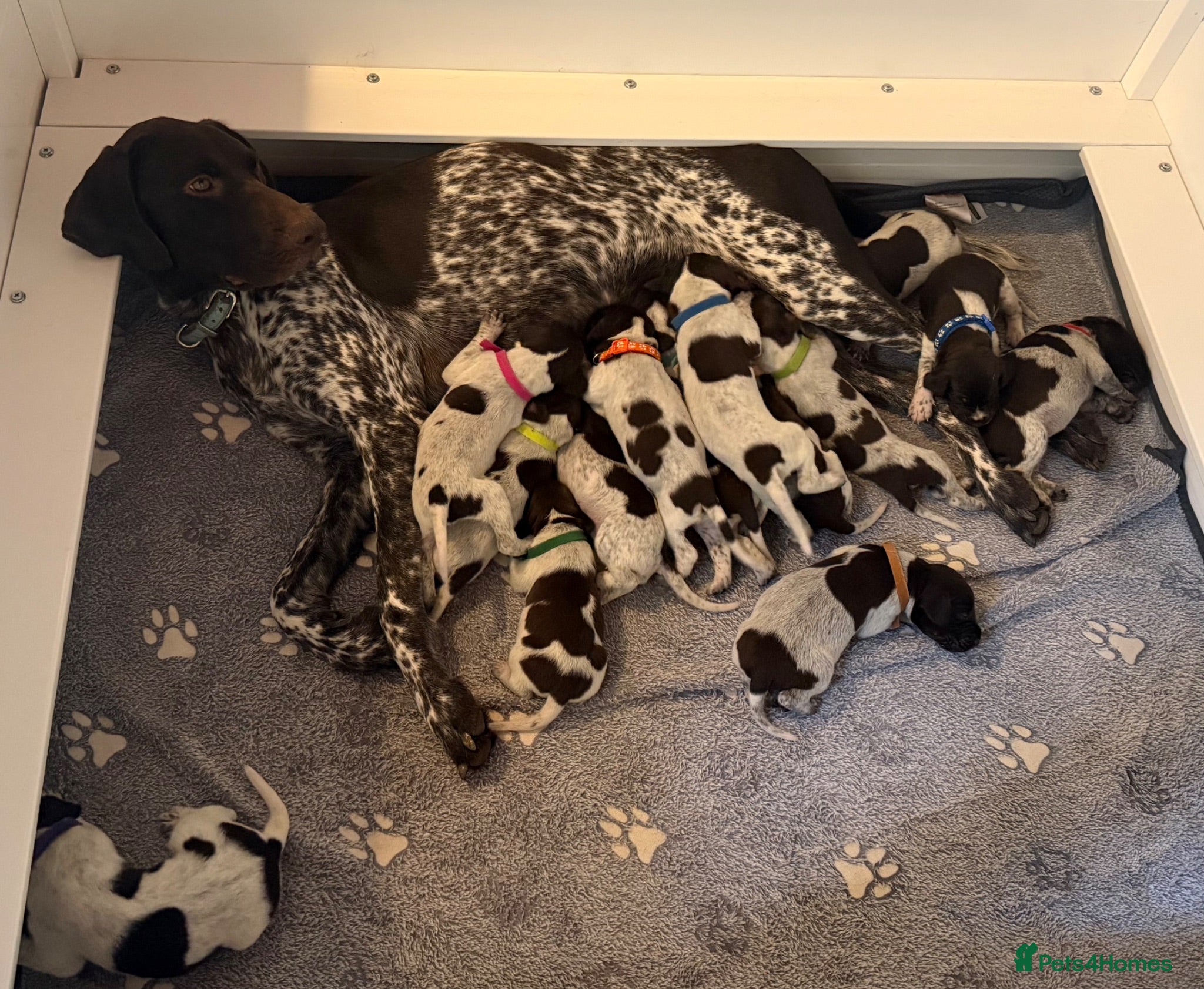 German Shorthaired Pointer dogs for sale: Stunning litter of 14 German short-haired pointers - Advert 1