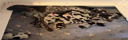 German Shorthaired Pointer dogs for sale: Stunning litter of 14 German short-haired pointers in Winchester - Advert 24