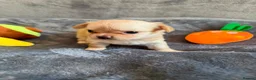 Chihuahua dogs for sale: Stunning Chihuahua Puppies Ready Soon 🐾 - Advert 15