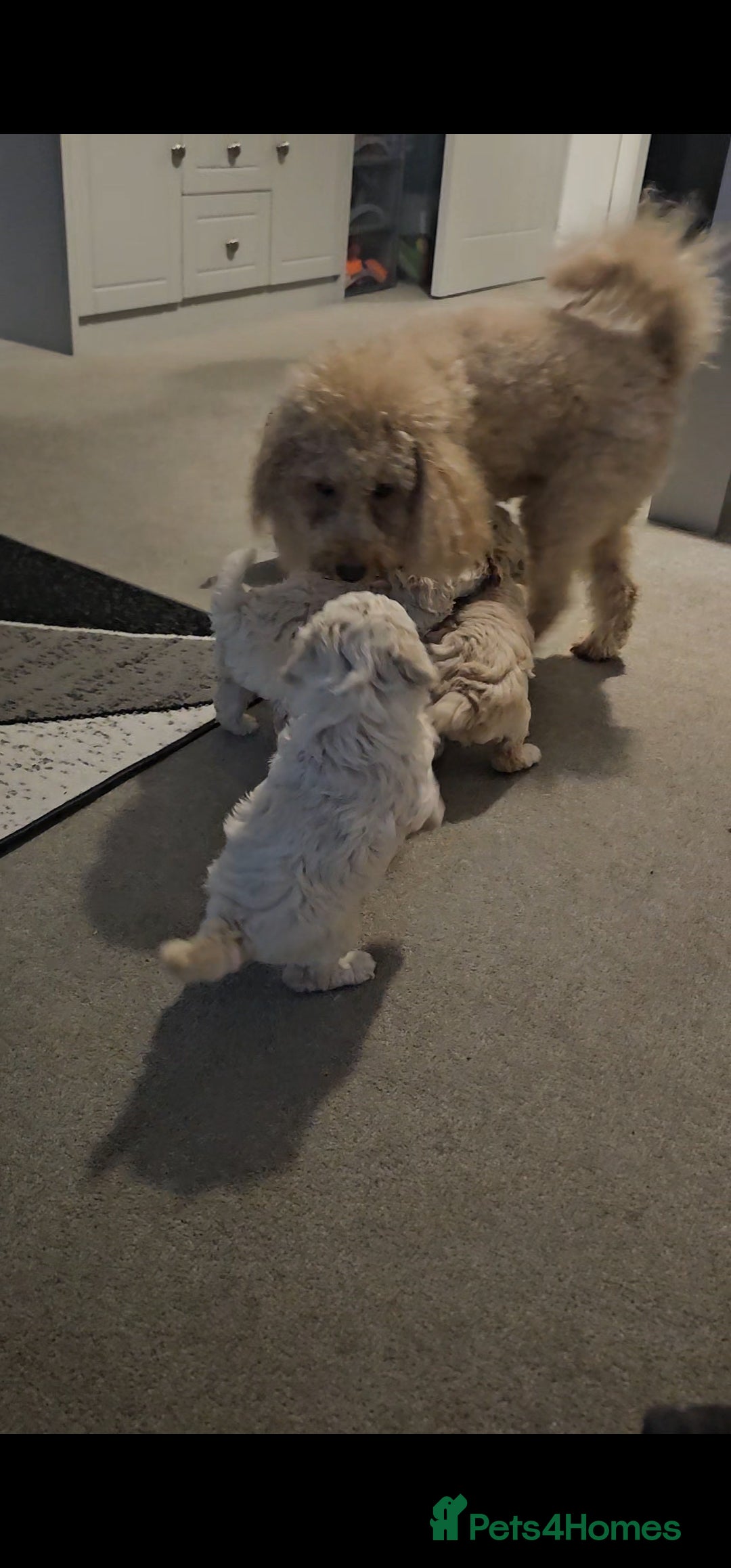 Toy Poodle dogs Beautiful toy/miniature poodle puppies. - Advert 1