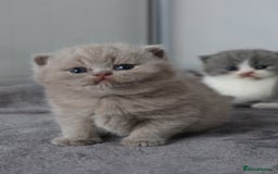 British Shorthair cats for sale: Stunning British shorthair available last girl  - Image 21
