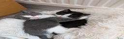 Mixed Breed cats for sale: Kittens - Advert 3