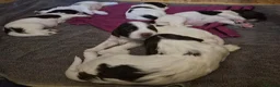 English Springer Spaniel dogs for sale: *One puppy left* KC English Springer Puppies - Advert 6