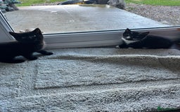 Mixed Breed cats for sale: Kittens for sale  - Advert 11