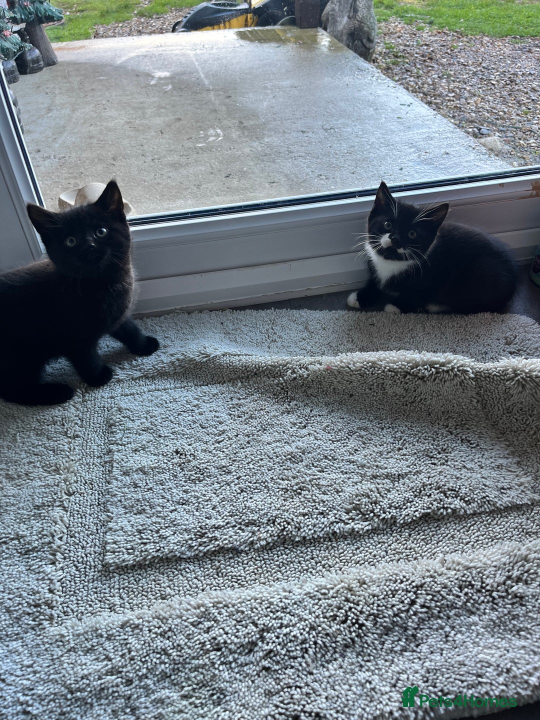 Mixed Breed cats for sale: Kittens for sale  - Advert 11