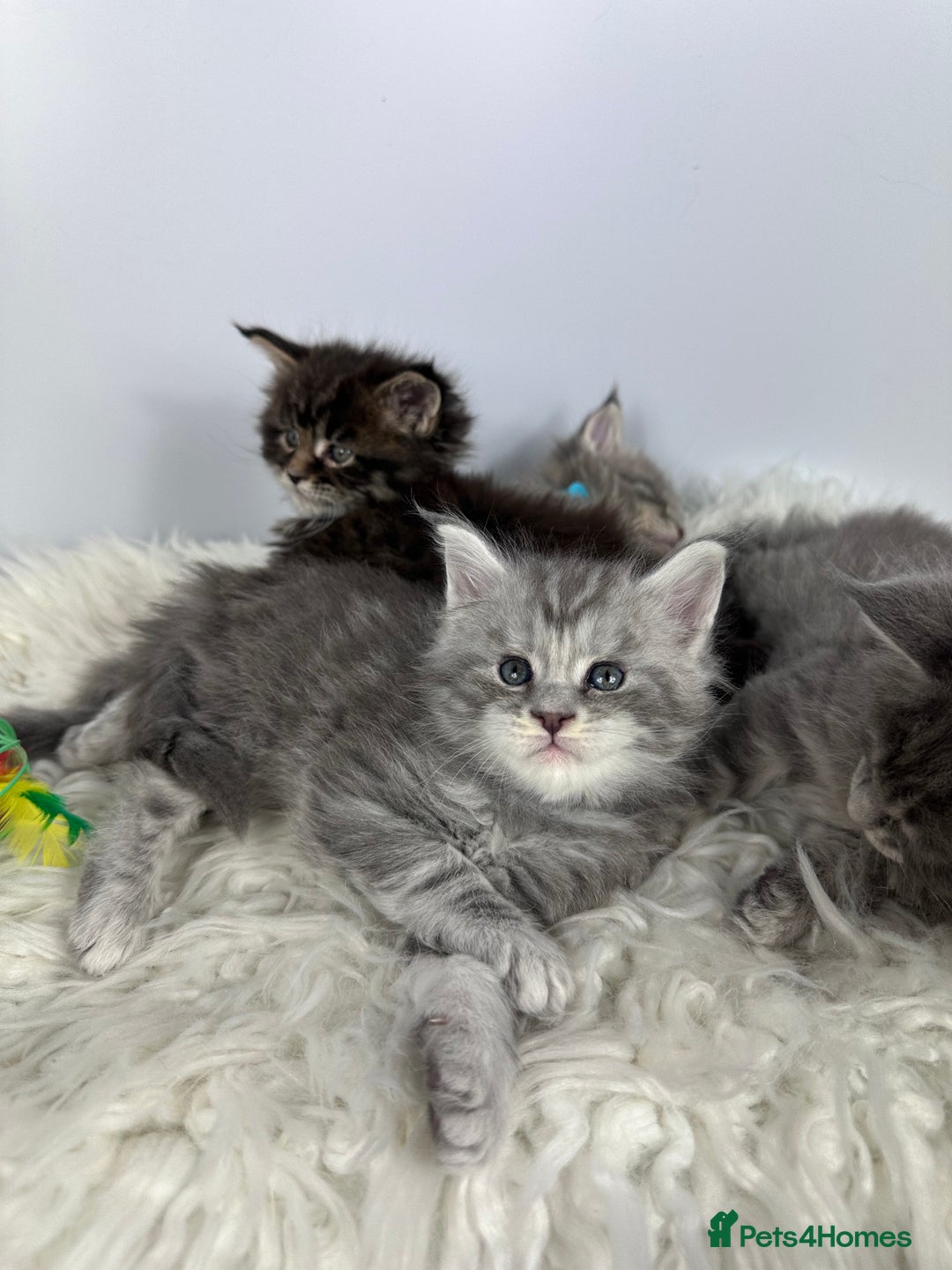 Maine Coon cats for sale: 6 Gorgeous Pure Breed Maine Coon Kittens - Advert 10