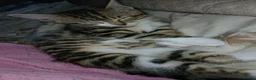 Mixed Breed cats for sale: 3 beautiful kittens - Advert 4