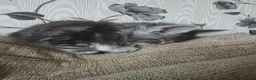 Maine Coon cats for sale: 2 stunning kittens left - Advert 2