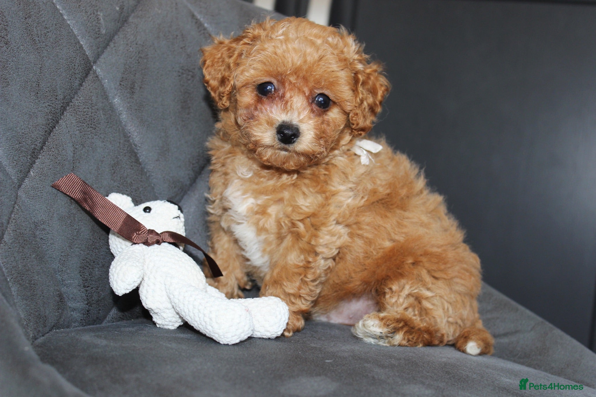Bichon Frise dogs Poochon F1 puppies from Health Tested parents  - Advert 3
