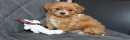 Bichon Frise dogs for sale: Poochon F1 puppies from Health Tested parents  in Leeds - Advert 1