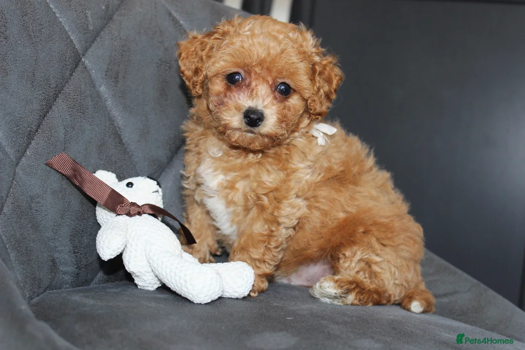 Bichon Frise dogs for sale: Poochon F1 puppies from Health Tested parents  in Leeds - Advert 1