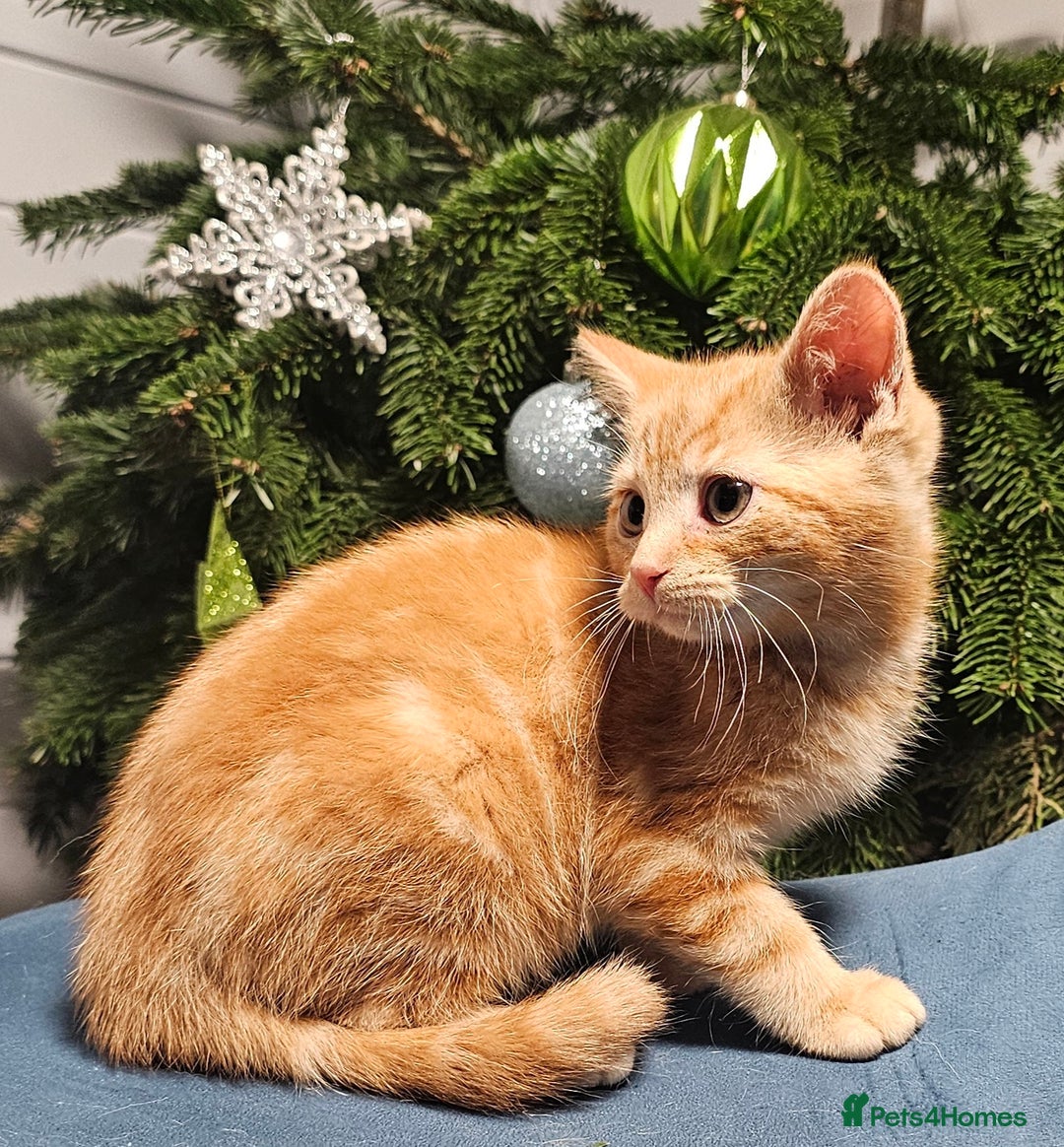 Maine Coon cats for sale: Part Maine Coon kittens - Advert 2