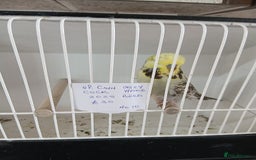 Budgerigars birds for sale: Budgies - Image 3