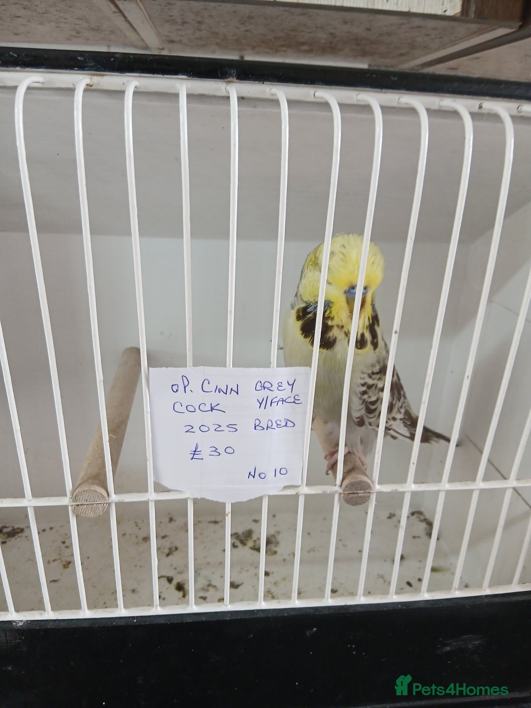 Budgerigars birds for sale: Budgies - Image 3