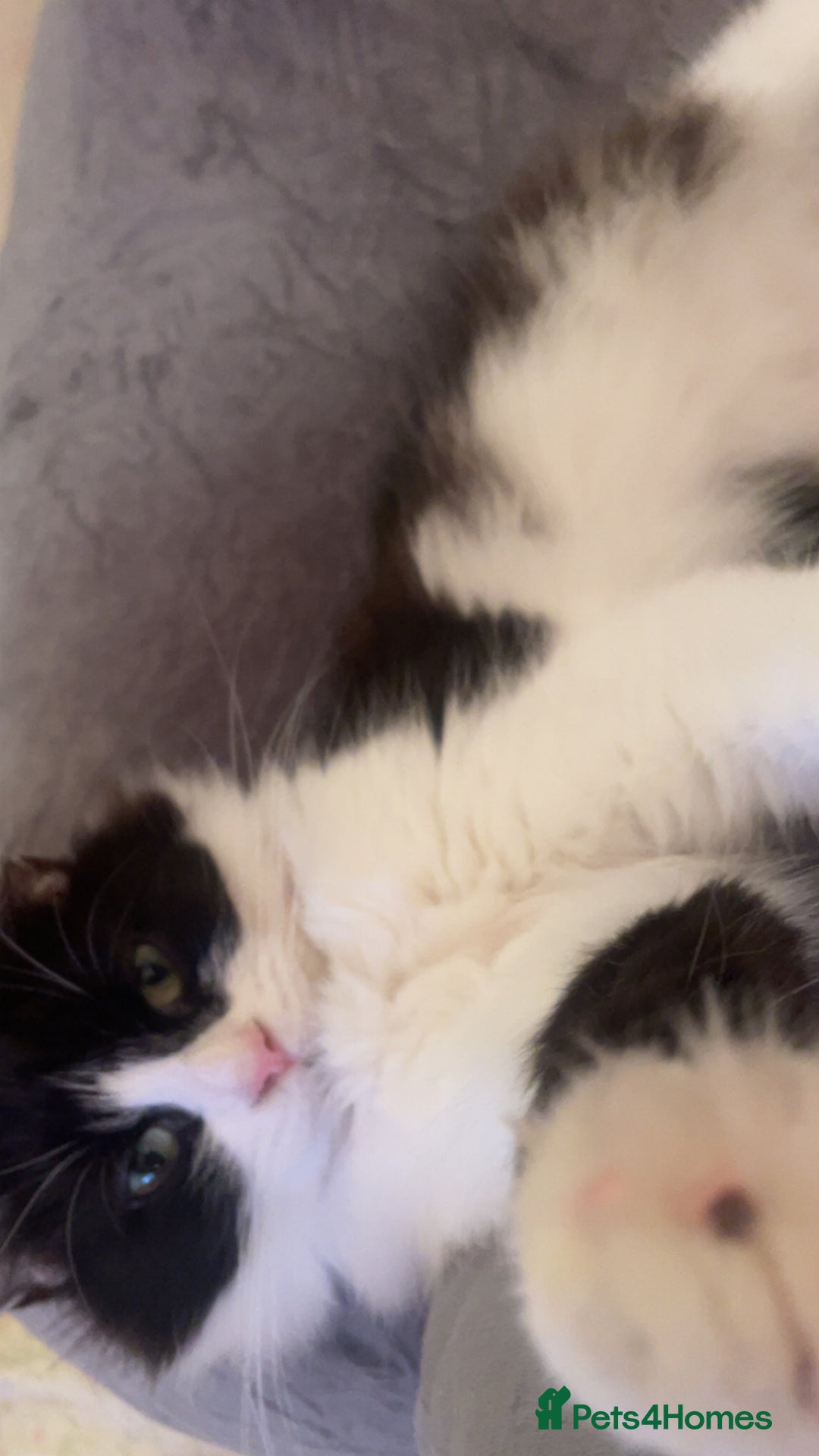 British Longhair cats for sale: British Longhair - Advert 3