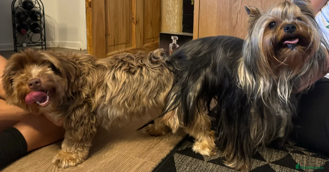 Yorkshire Terrier dogs for stud: Full pedigree Yorkshire Terrier for STUD in Caterham - Advert 8