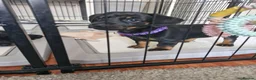 Dachshund dogs for sale: READY TO LEAVE 1 Dachsund Puppy (1 Girl) - Advert 2