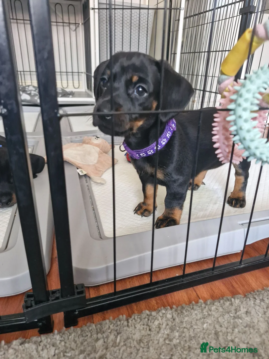 Dachshund dogs for sale: READY TO LEAVE 1 Dachsund Puppy (1 Girl) - Advert 2