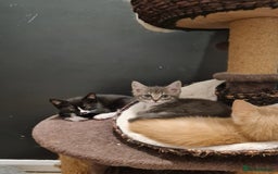 Mixed Breed cats for sale: Last gorgeous male boy - Image 4