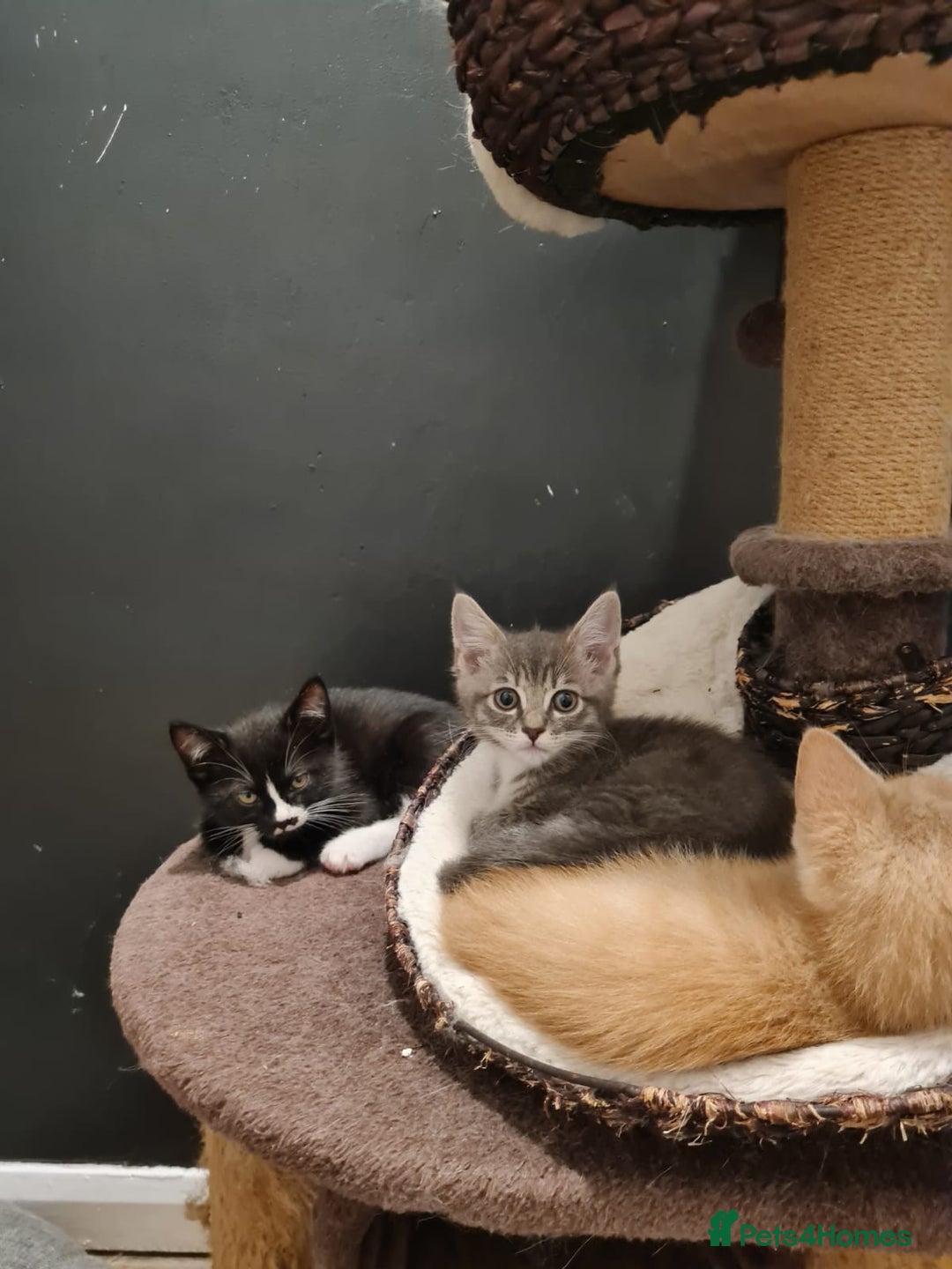 Mixed Breed cats for sale: Last gorgeous male boy - Image 4