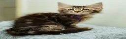 Maine Coon cats for sale: Gorgeous pure breed Mainecoon kittens ready now - Advert 16