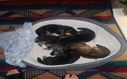 German Shepherd dogs for sale: KC Registered German Shepherd Puppies - Image 9
