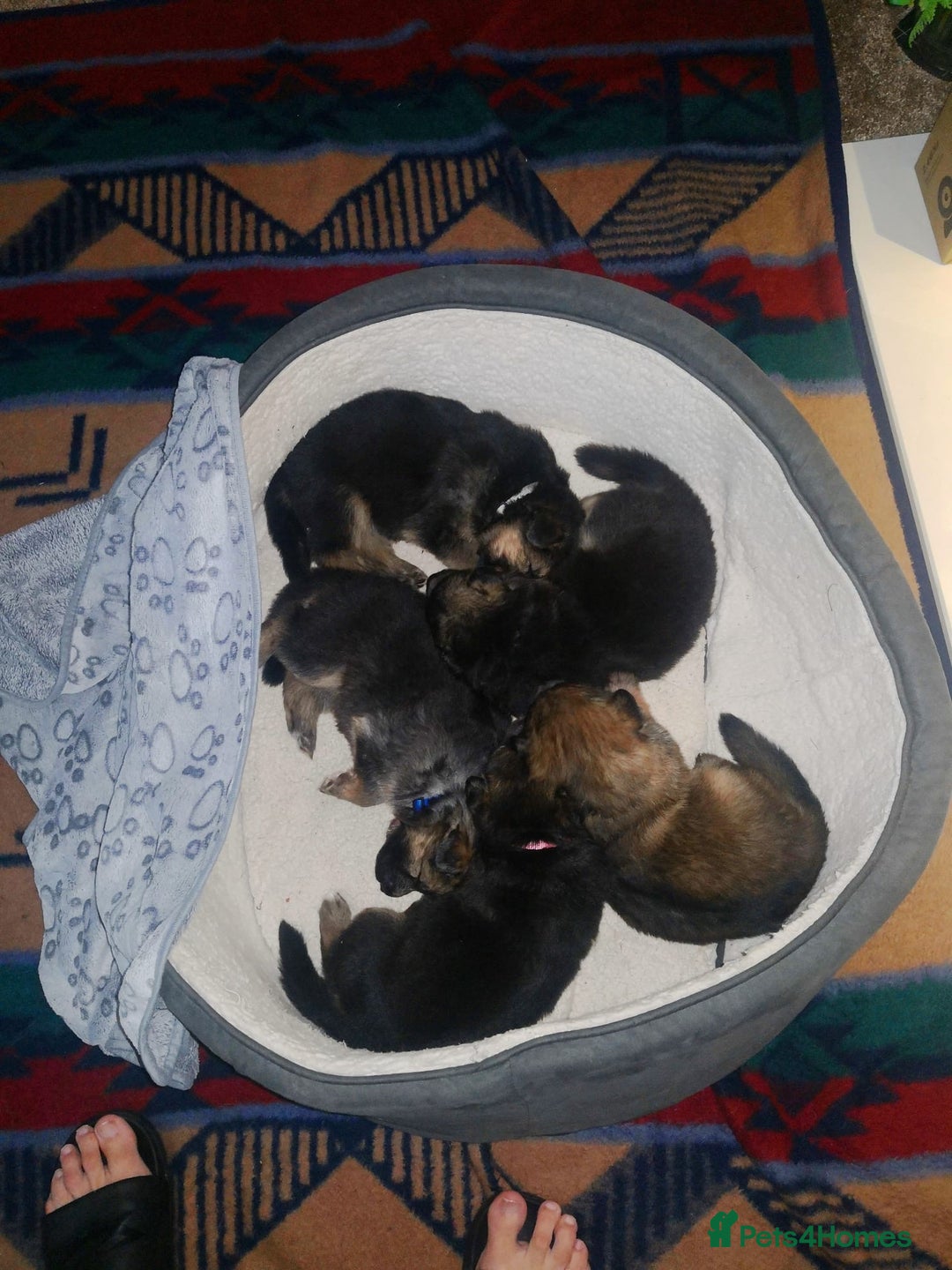 German Shepherd dogs for sale: KC Registered German Shepherd Puppies - Image 9