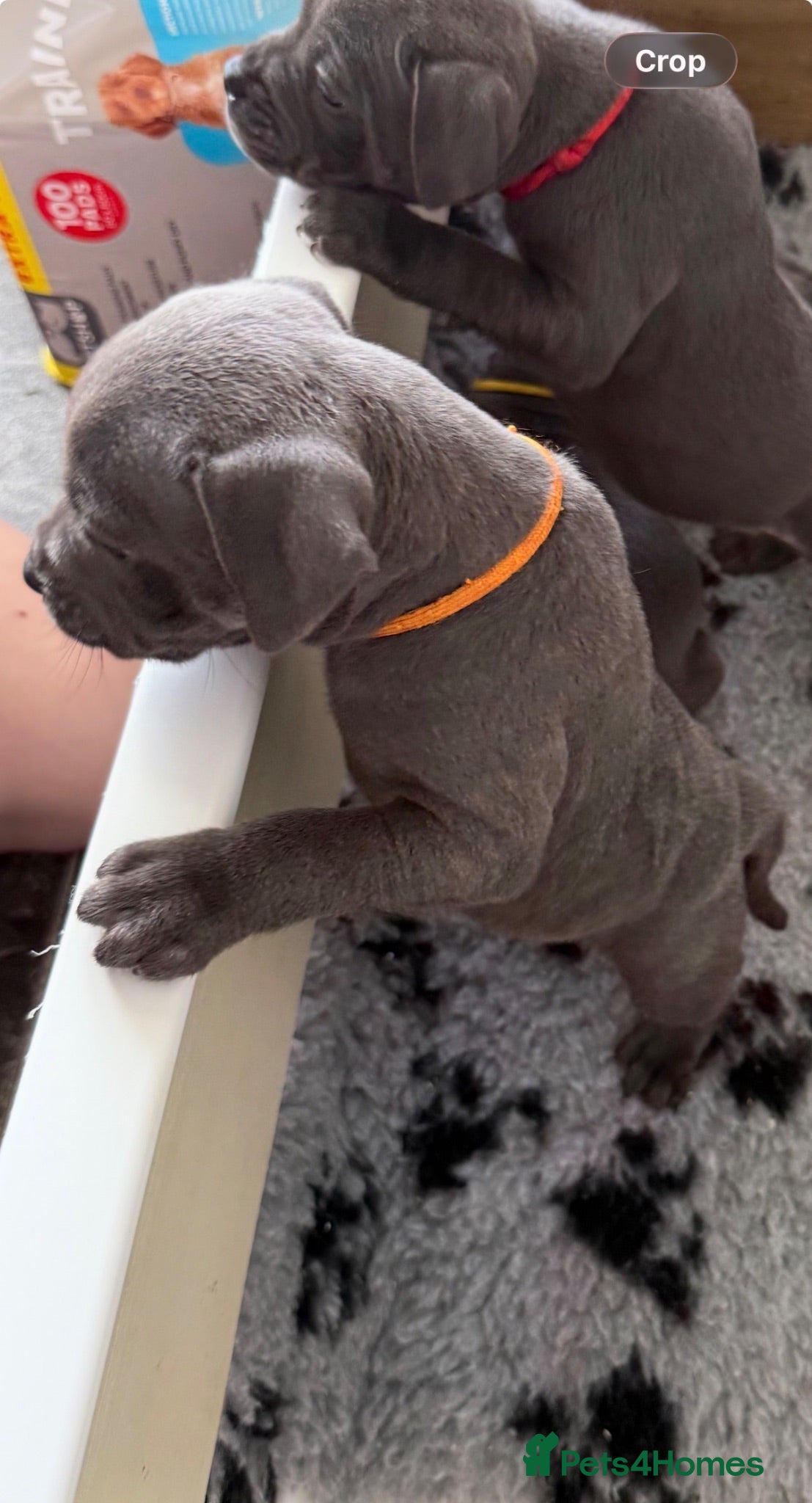 Staffordshire Bull Terrier dogs Beautiful Blue Staffy girl - Advert 1