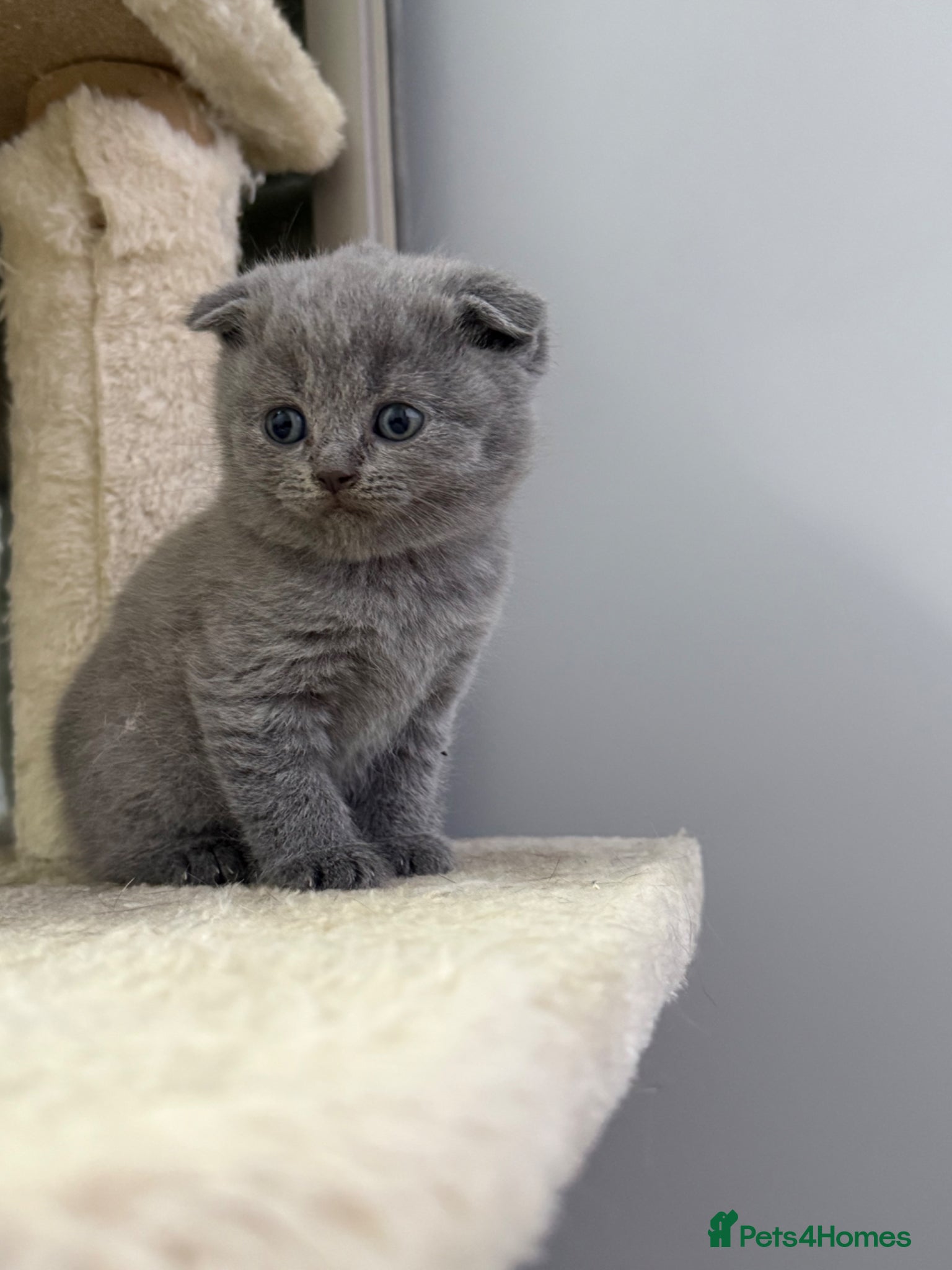 Scottish Fold cats Beautiful scottishfold/Scottish straight kittens🥰 - Advert 2