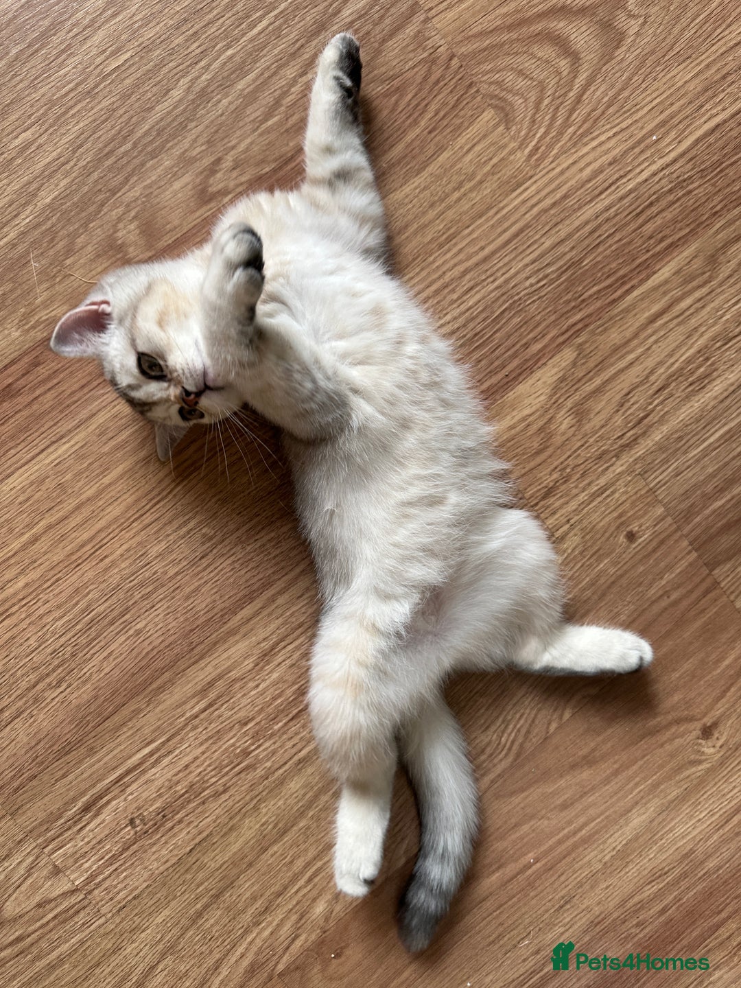 British Shorthair cats for sale: 5 Stunning British Shorthair - Image 29