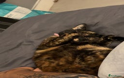 British Longhair cats for sale: Fendi - free of charge - Image 4