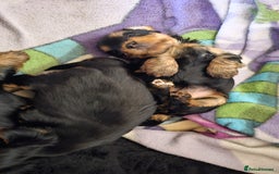 Yorkshire Terrier dogs for sale: 1 Male , Miniature Yorkshire  in Manchester - Image 21
