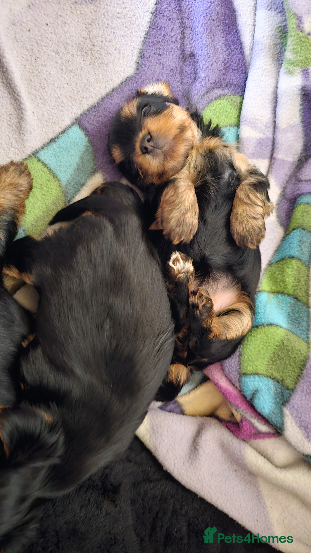 Yorkshire Terrier dogs for sale: 1 Male , Miniature Yorkshire  in Manchester - Image 21