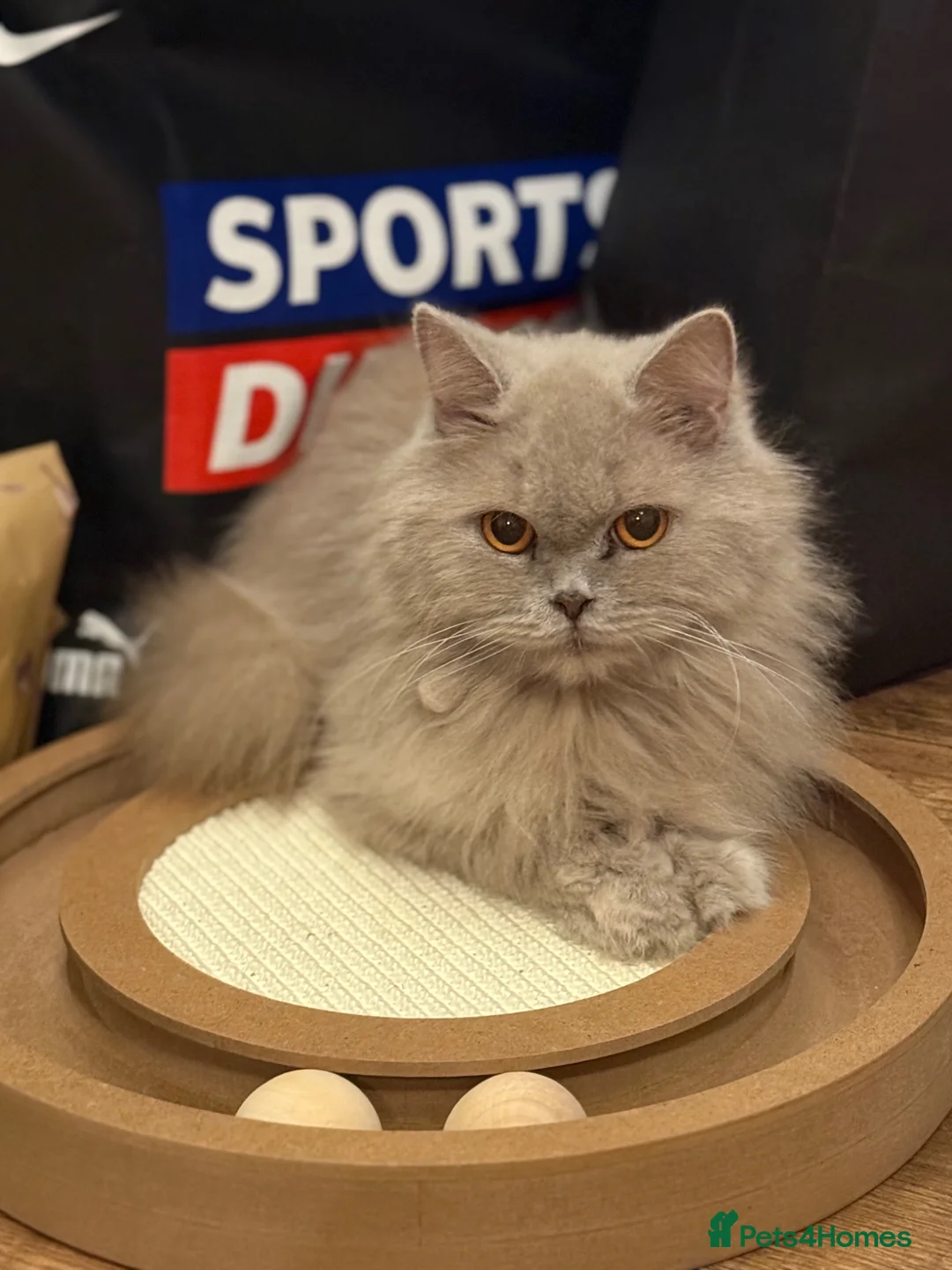 British Longhair cats for sale: Stunning British longhair kittens  in Matlock - Advert 1