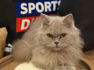 British Longhair cats for sale: Stunning British longhair kittens - Advert 1