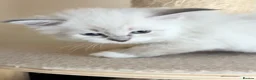 Siberian cats for sale: Beautiful Siberian kittens registered GCCF in Bridlington - Advert 10