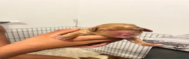 Cockapoo Puppy 4