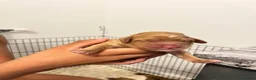 Cockapoo dogs for sale: Beautiful Multigen Cockapoo Puppies 🐶 - Advert 11