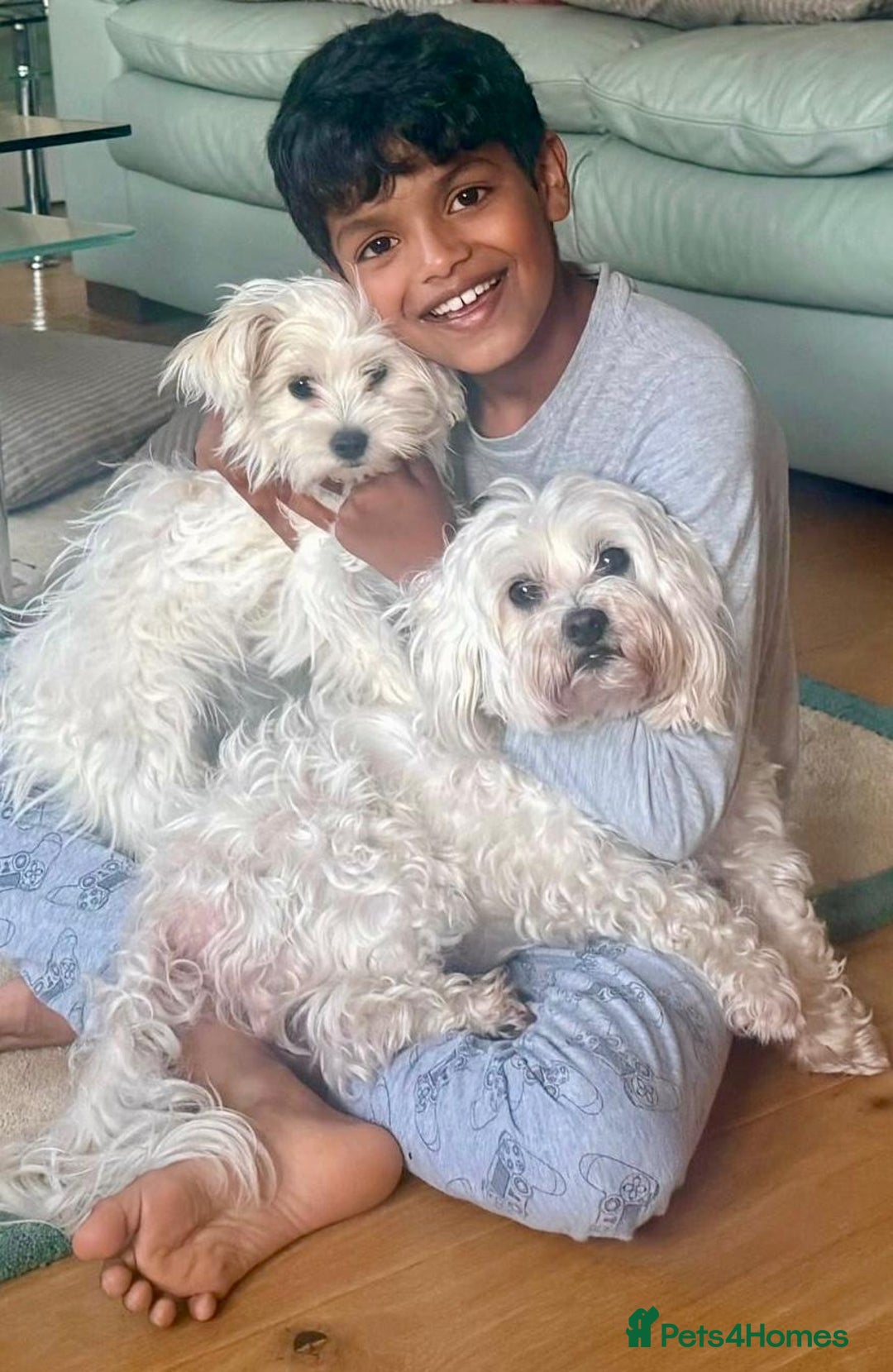 Maltese dogs for sale: Purebred Maltese Puppies – Loving Homes Only - Advert 1