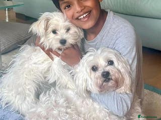 Maltese dogs Purebred Maltese Puppies – Loving Homes Only - Advert 2