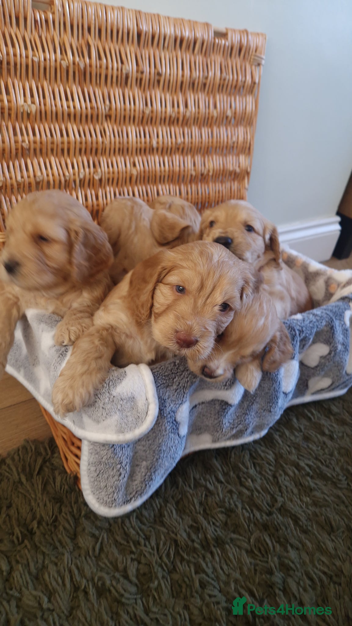 Cockapoo dogs for sale: Last beautiful boy left Gorgeous Golden Cockerpoo - Advert 6