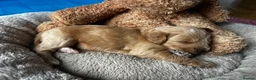 Mixed Breed dogs for sale: Aussie Labradoodle Puppies arrived 28/08/26 - Advert 26