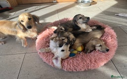 Miniature Dachshund dogs for sale: **KC REG Miniature long haired dachshund puppies** - Image 11