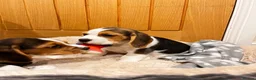 Beagle dogs for sale: KC registered and DNA health tested - Advert 6